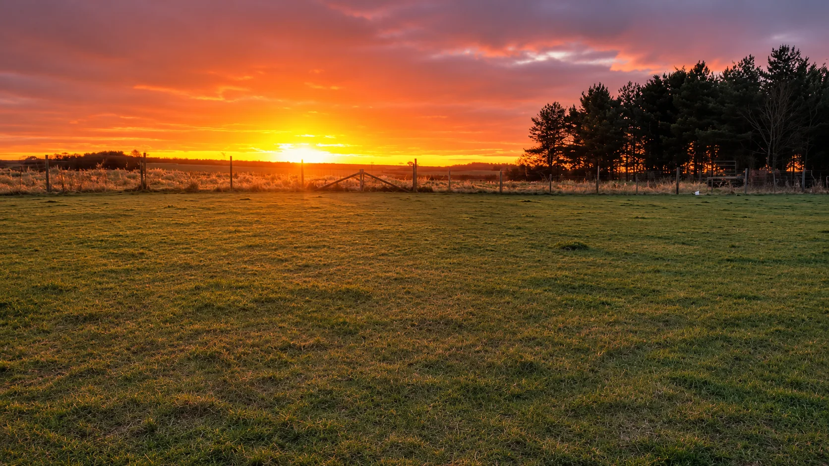 Beeches Dog Field