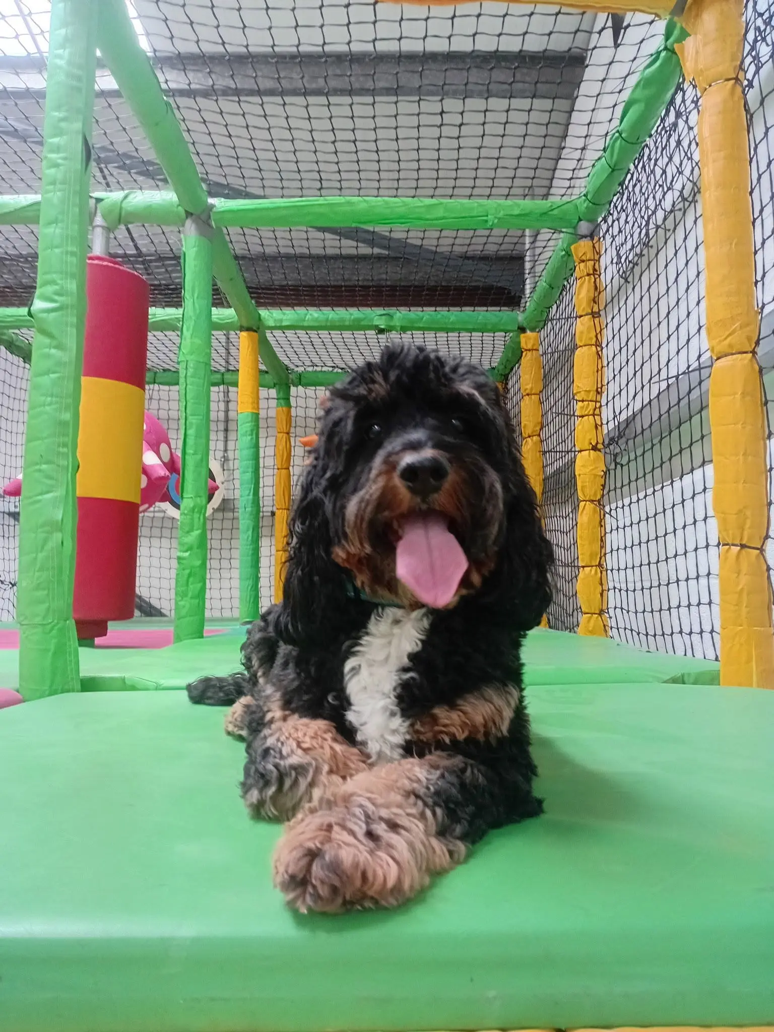 Chilli's dog zone indoor play room