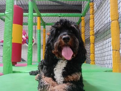 Chilli's dog zone indoor play room