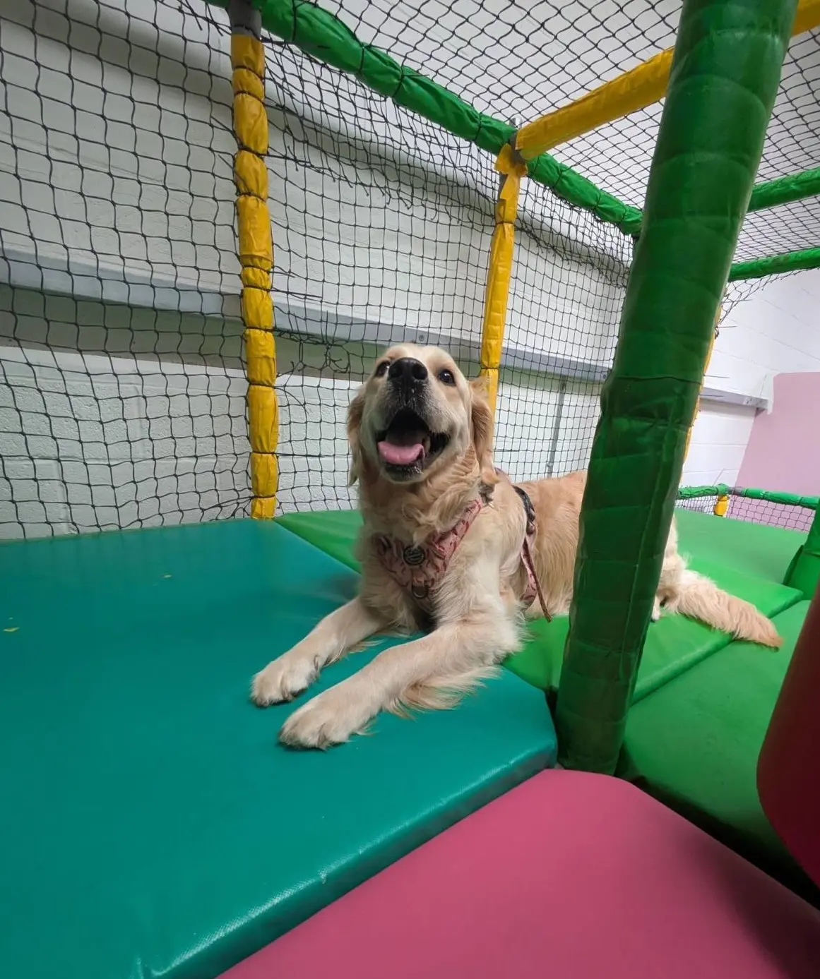 Chilli's dog zone indoor play room