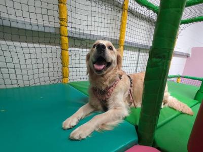 Chilli's dog zone indoor play room