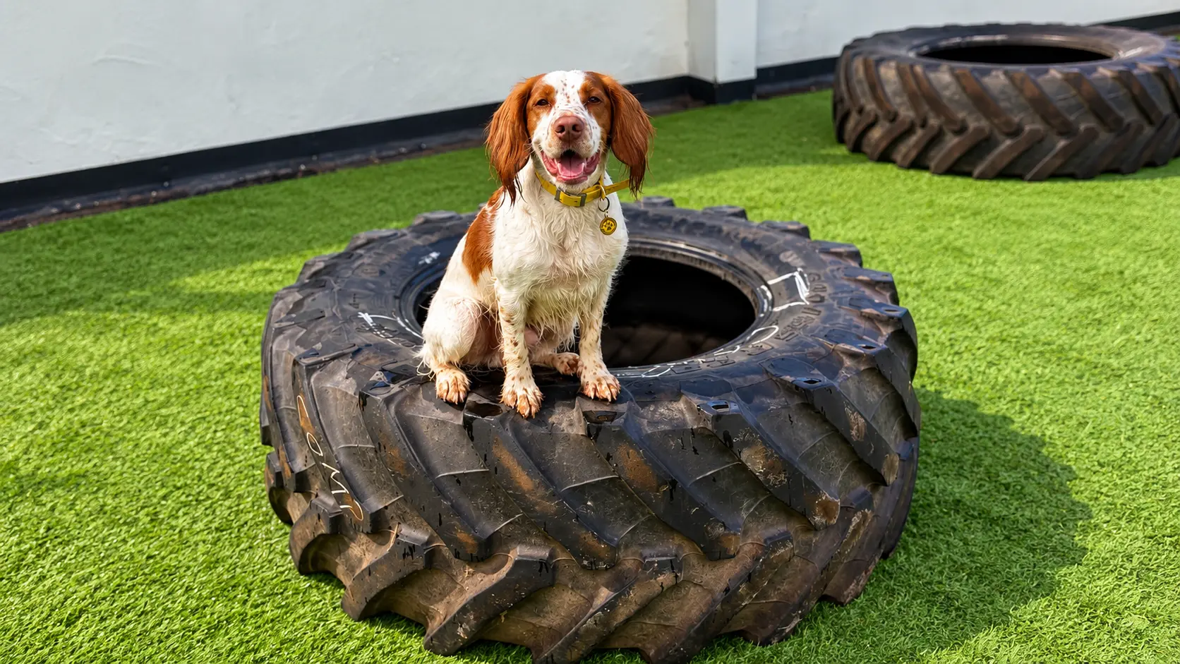 B.K.K Private Dog Park Indoor & Outdoor