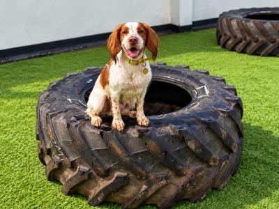 B.K.K Private Dog Park Indoor & Outdoor