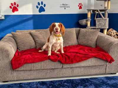 B.K.K Private Dog Park Indoor & Outdoor
