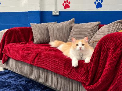 B.K.K Private Dog Park Indoor & Outdoor