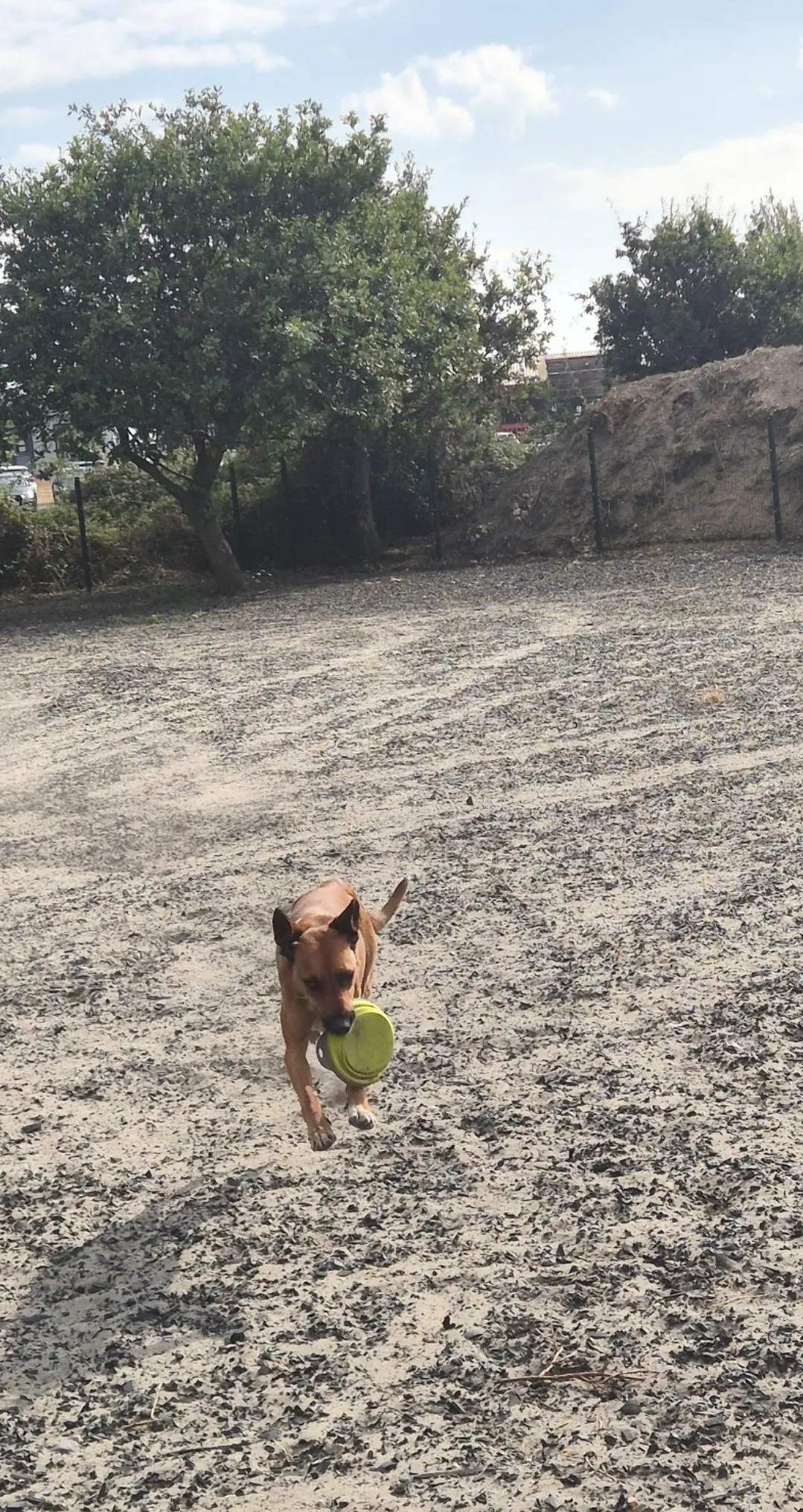 Parley Paws