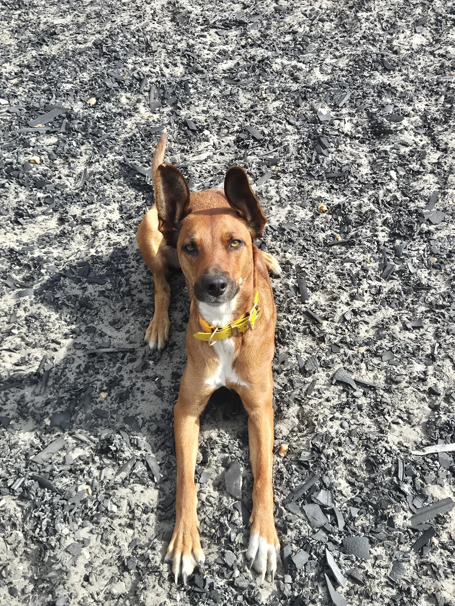 Parley Paws