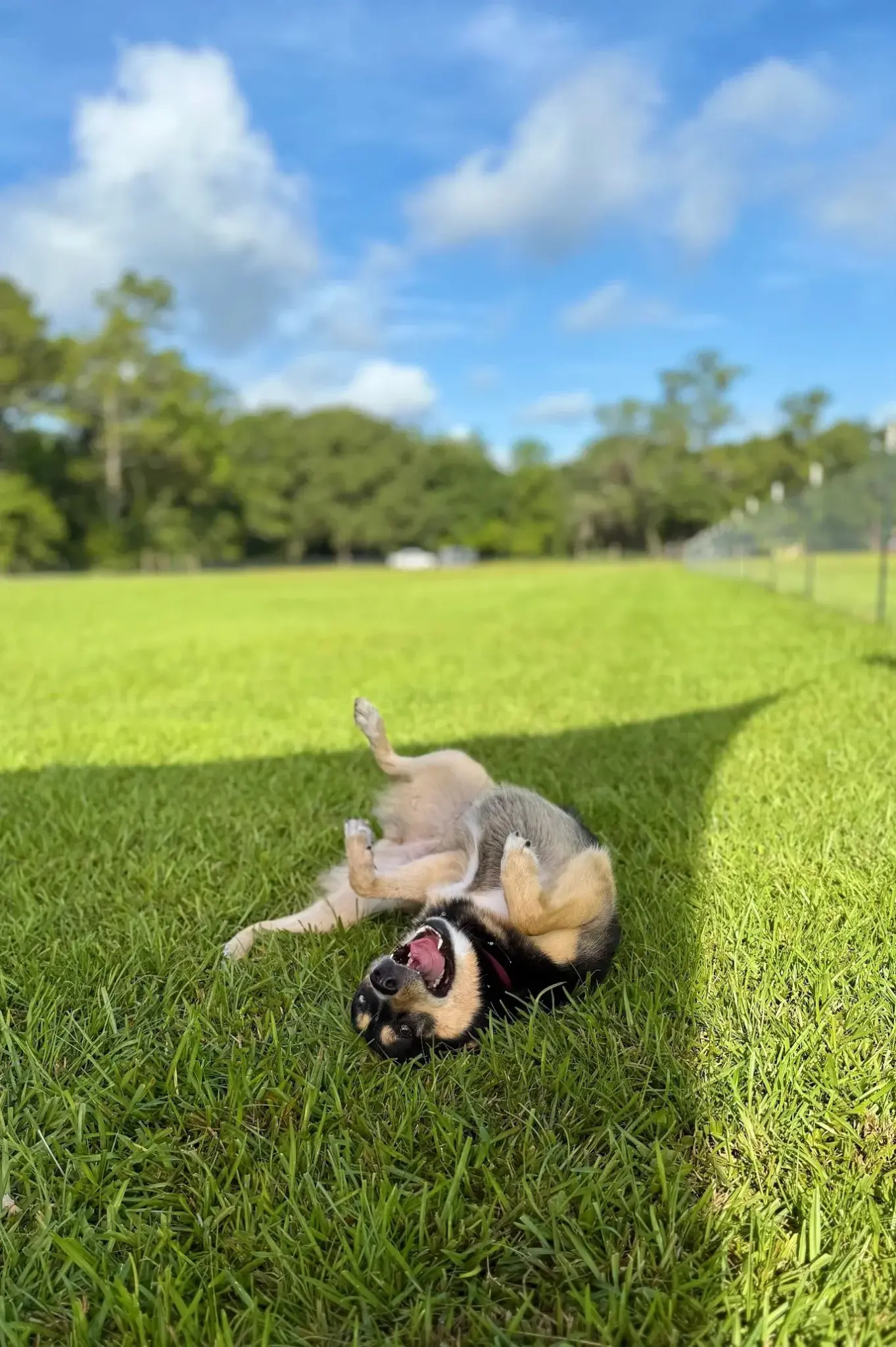 Unleashed Private Dog Park