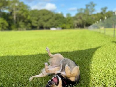 Unleashed Private Dog Park