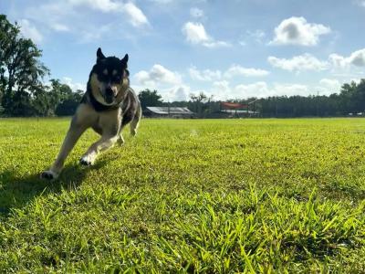 Unleashed Private Dog Park