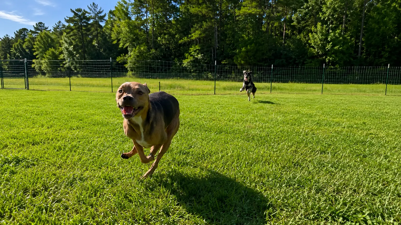 Unleashed Private Dog Park