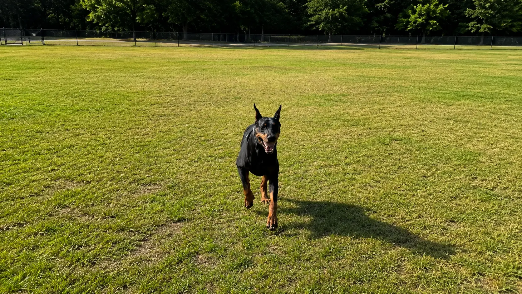 Unleashed Private Dog Park