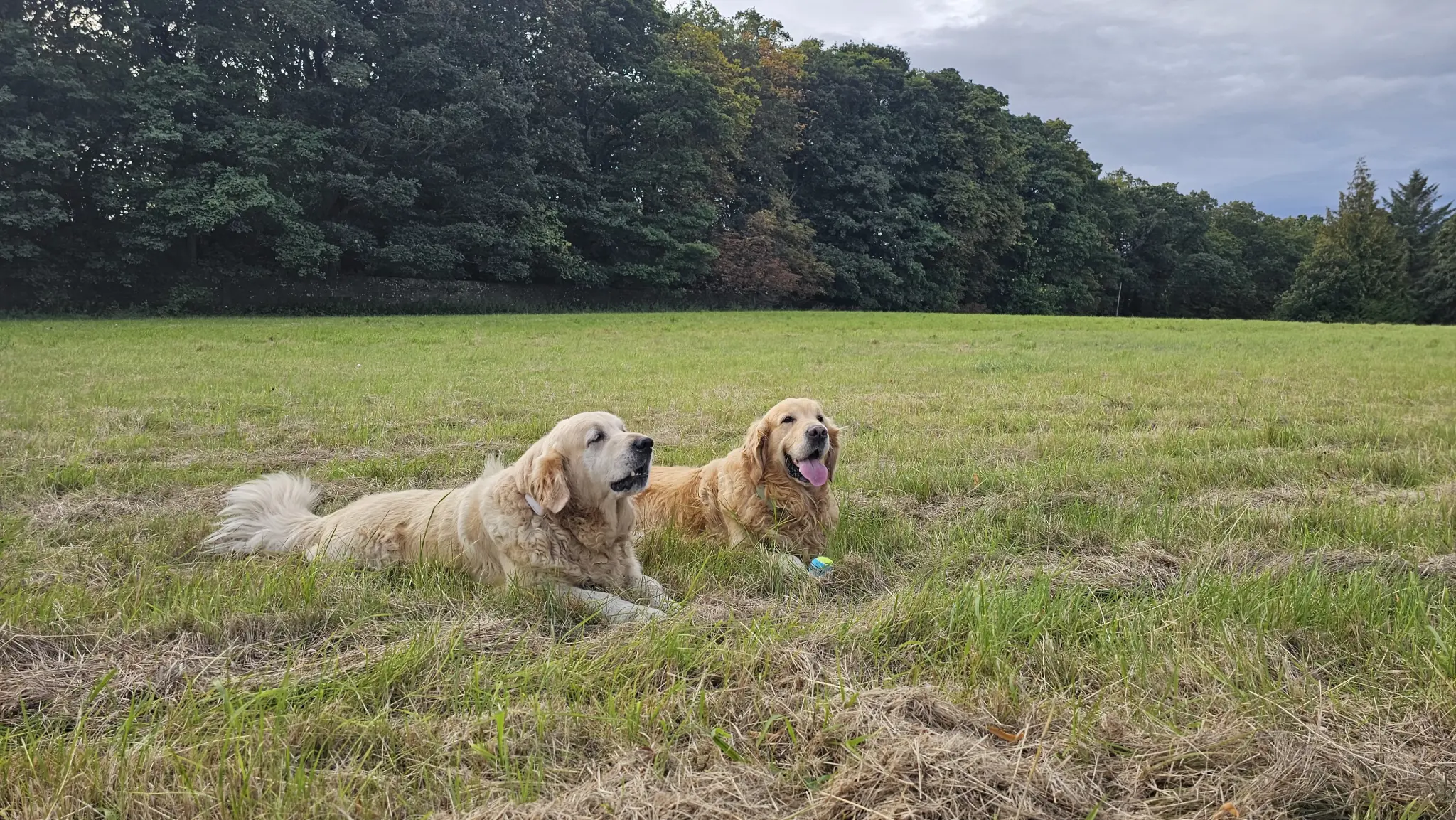 Loose In Lauriston - Freedom Dog Field