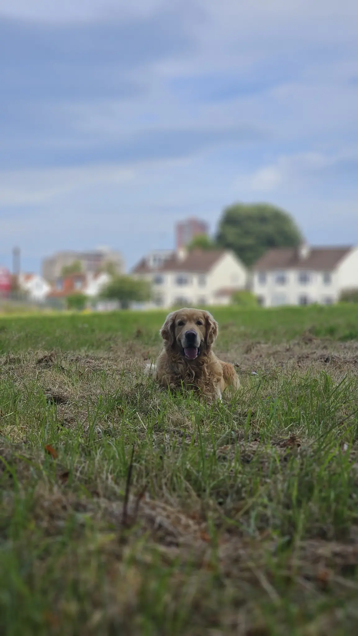 Loose In Lauriston - Freedom Dog Field