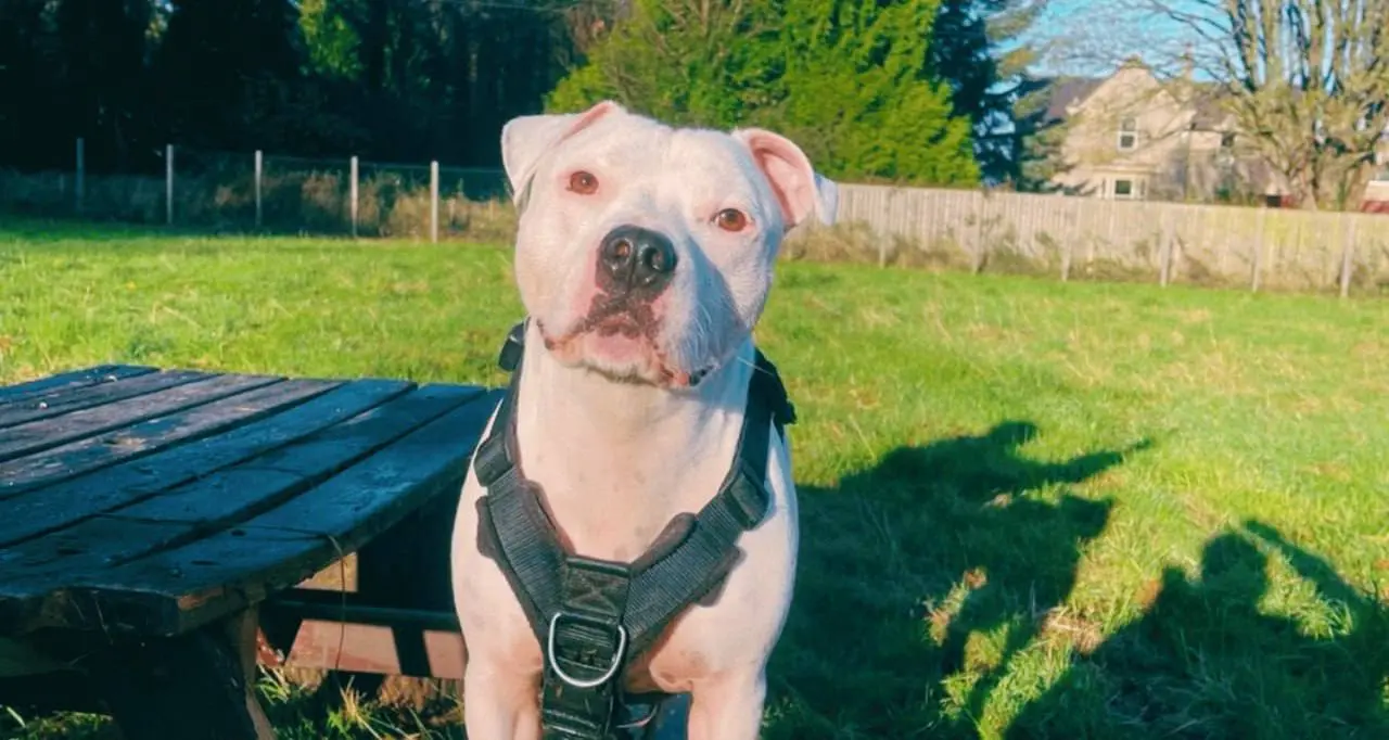 Loose In Lauriston - Freedom Dog Field