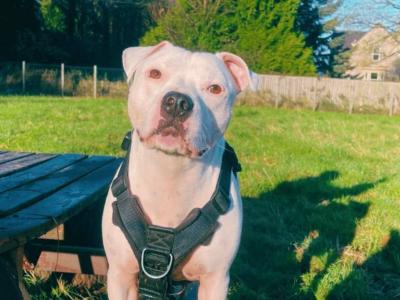Loose In Lauriston - Freedom Dog Field