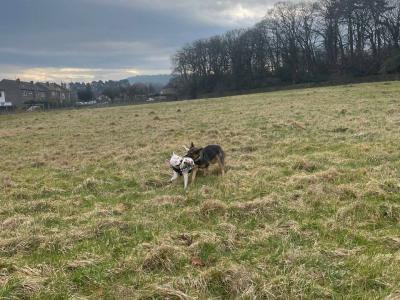 Loose In Lauriston - Freedom Dog Field