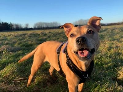 Loose In Lauriston - Freedom Dog Field