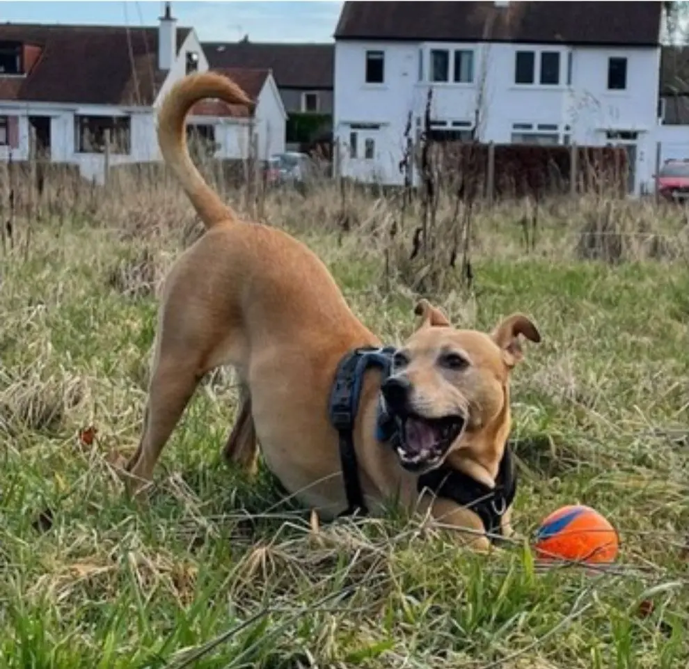 Loose In Lauriston - Freedom Dog Field