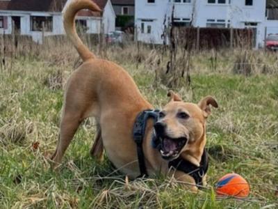 Loose In Lauriston - Freedom Dog Field
