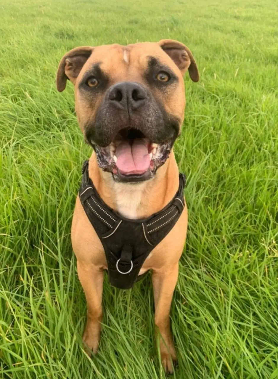 Loose In Lauriston - Freedom Dog Field