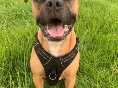 Loose In Lauriston - Freedom Dog Field