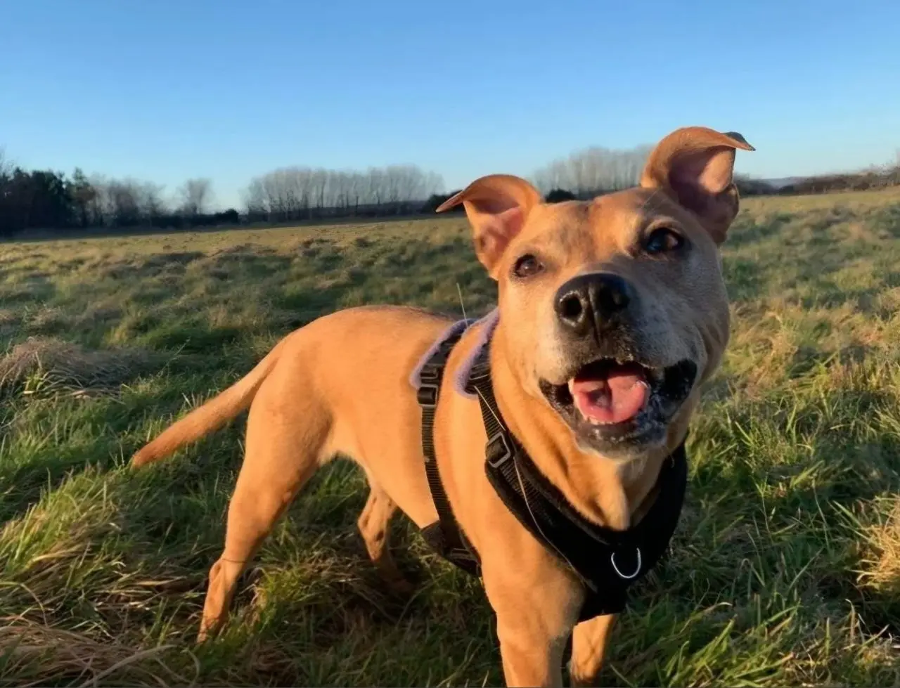 Loose In Lauriston - Freedom Dog Field